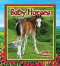 Cover image of Baby horses