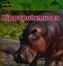Cover image of Hippopotamuses