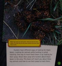 Cover image of How to track a black bear