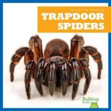 Cover image of Trapdoor spiders