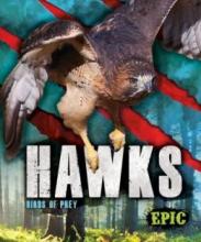 Cover image of Hawks