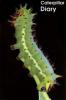 Cover image of Caterpillar diary