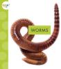 Cover image of Worms