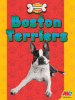 Cover image of Boston terriers